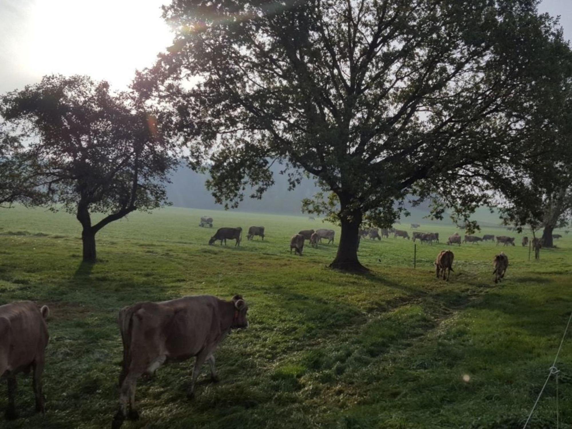 Roesslerhof Ferienwohnung Roesslerweiher Schlier Zewnętrze zdjęcie